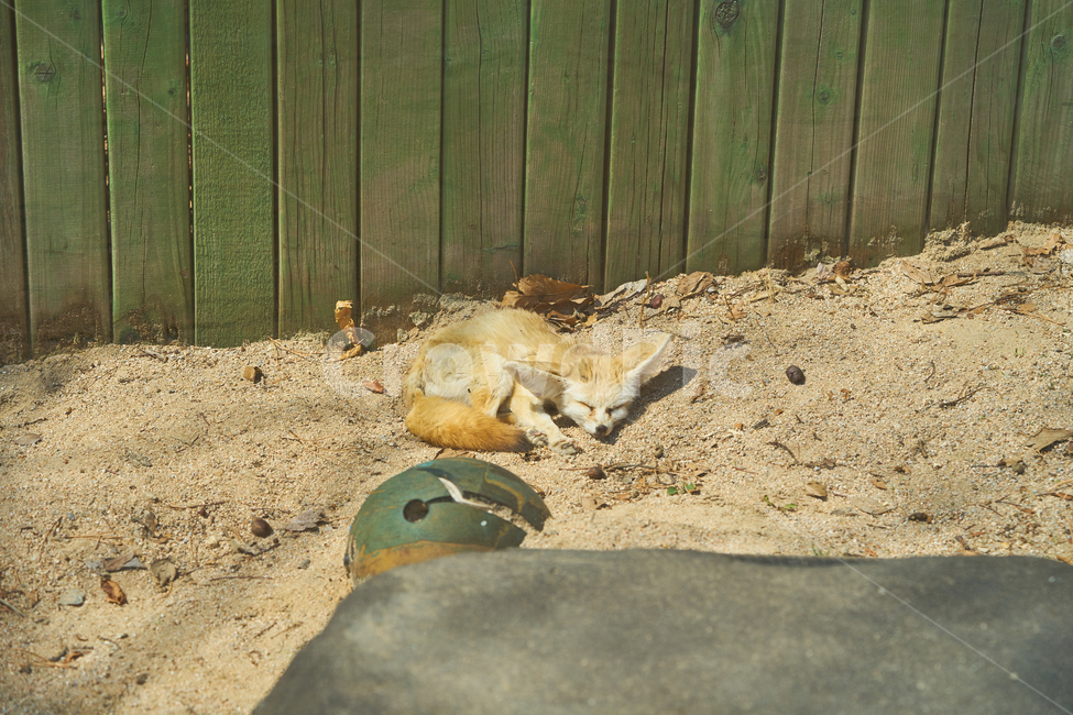 어린이대공원,동물원,동물,사막여우,열대동물,park,animal,공원,zoo,desertfox,여우,자고있는,귀여움,동물,animal,포유류,mammal