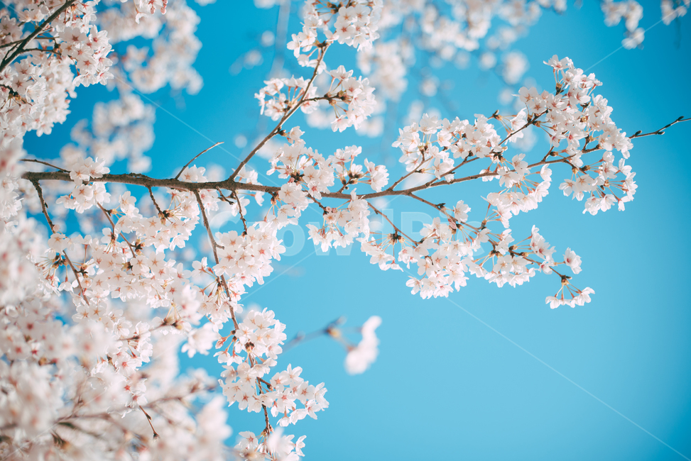 꽃,flower,blossom,식물,plant,봄,벚꽃,벚나무,봄,계절,spring,season