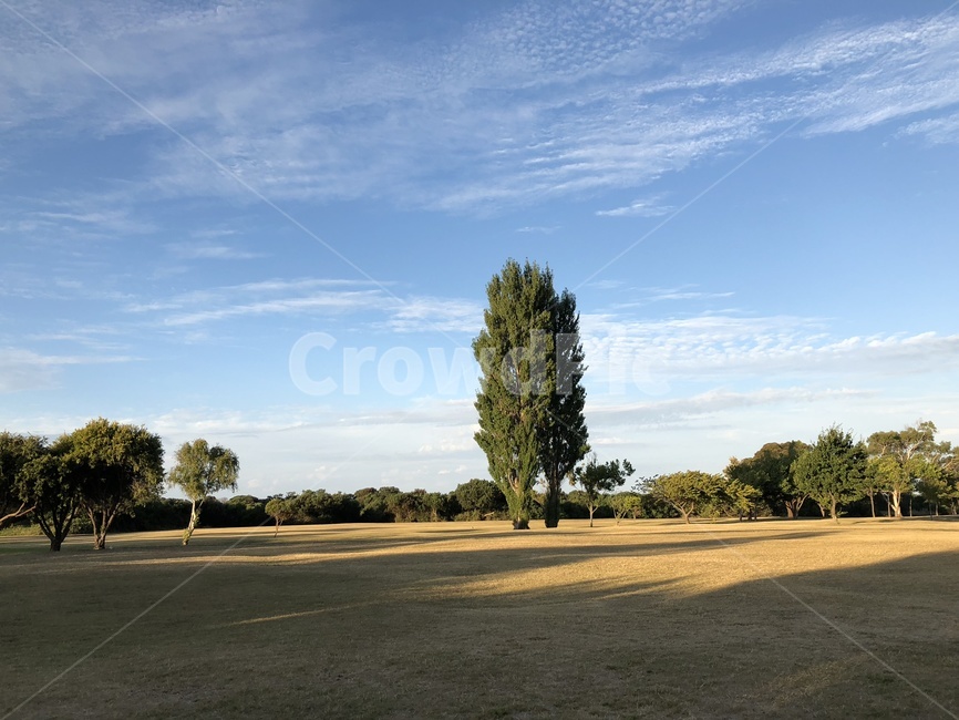 field,outdoors,공원,나무,자연,풍경,평화로운,peaceful