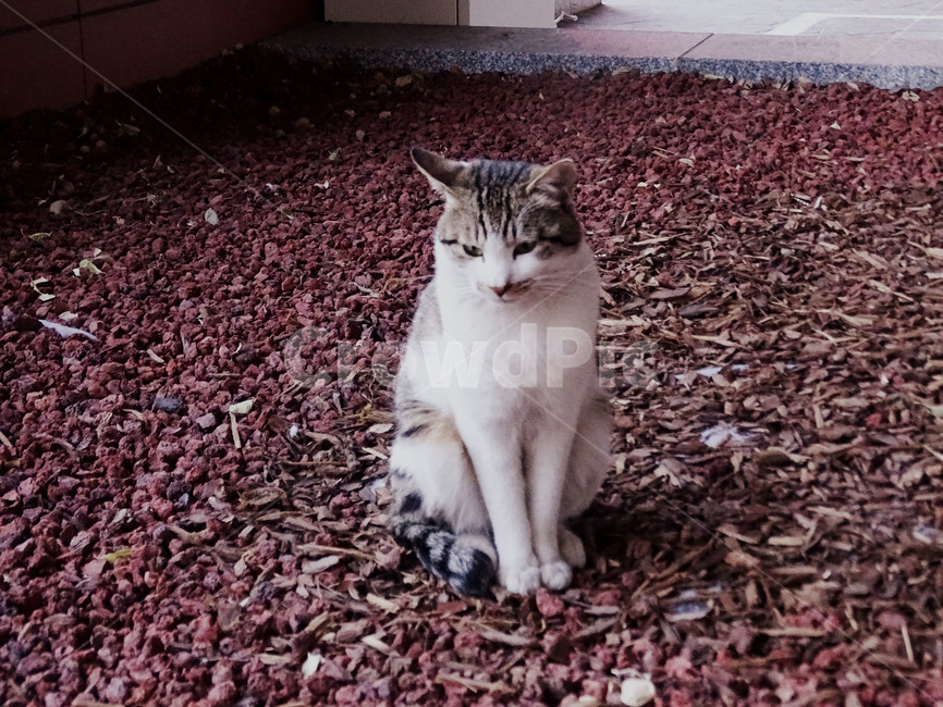 길냥이,고양이,갈색고양이,냥이,길고양이