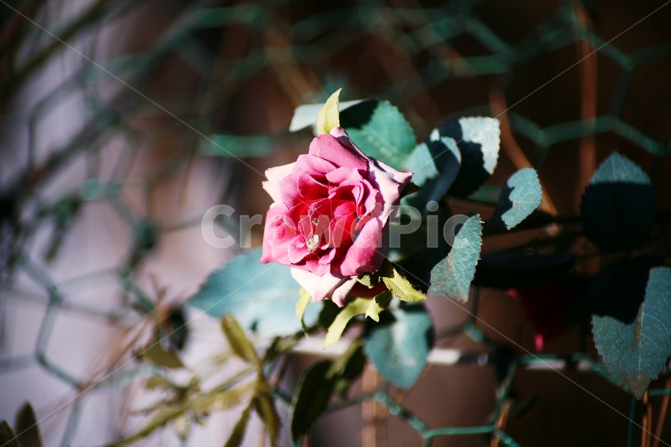 꽃,식물,화분,화초,취미,식물,자연,plants,nature,꽃,flower