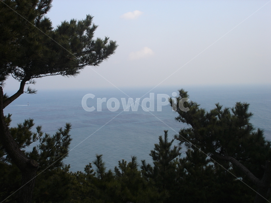 나무,tree,plant,식물,nature,자연,풍경,landscape,바다,sea,하늘,sky,전나무