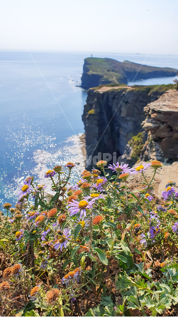 자연,nature,russia,rusky,블라디보스토크,블라디보스톡,낭떠러지,vladivostok,루스키섬,cliff,루스키,꽃,flower