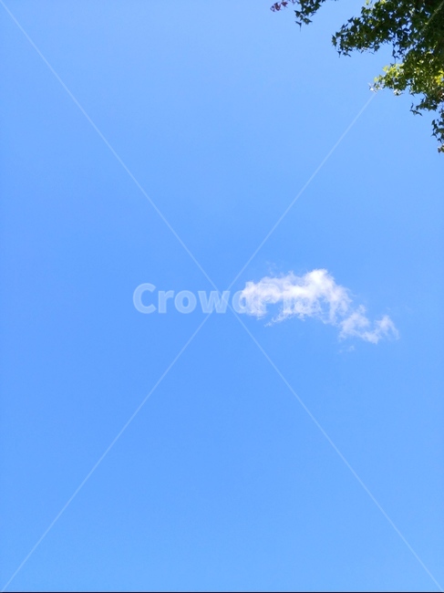 cloud,구름,나무,잎,tree,sky,하늘,leaf,blue,summer,spring