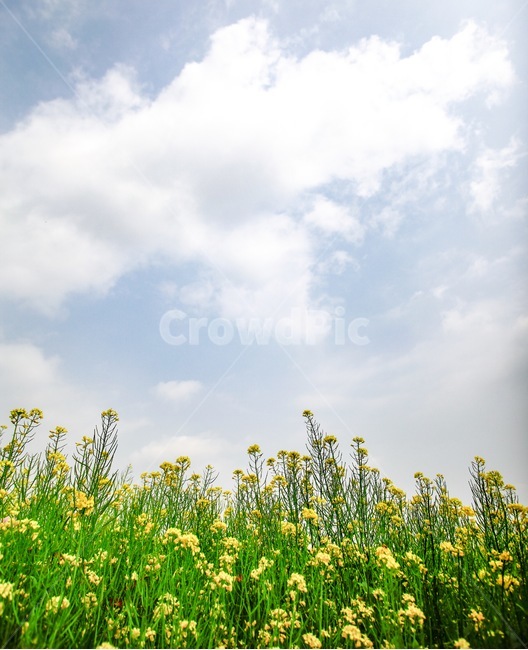 꽃,자연,하늘,풍경,감성,자연,풍경,nature,landscape,식물,plants,꽃,flower,field,들,grassland,목초지,outdoors,옥외