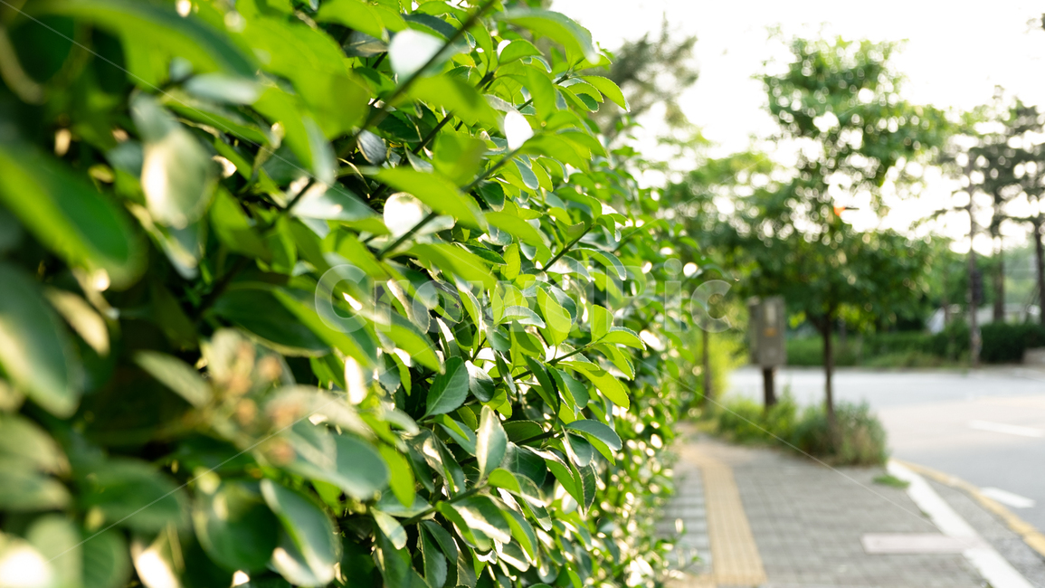 풀,자연,나무,grass,tree