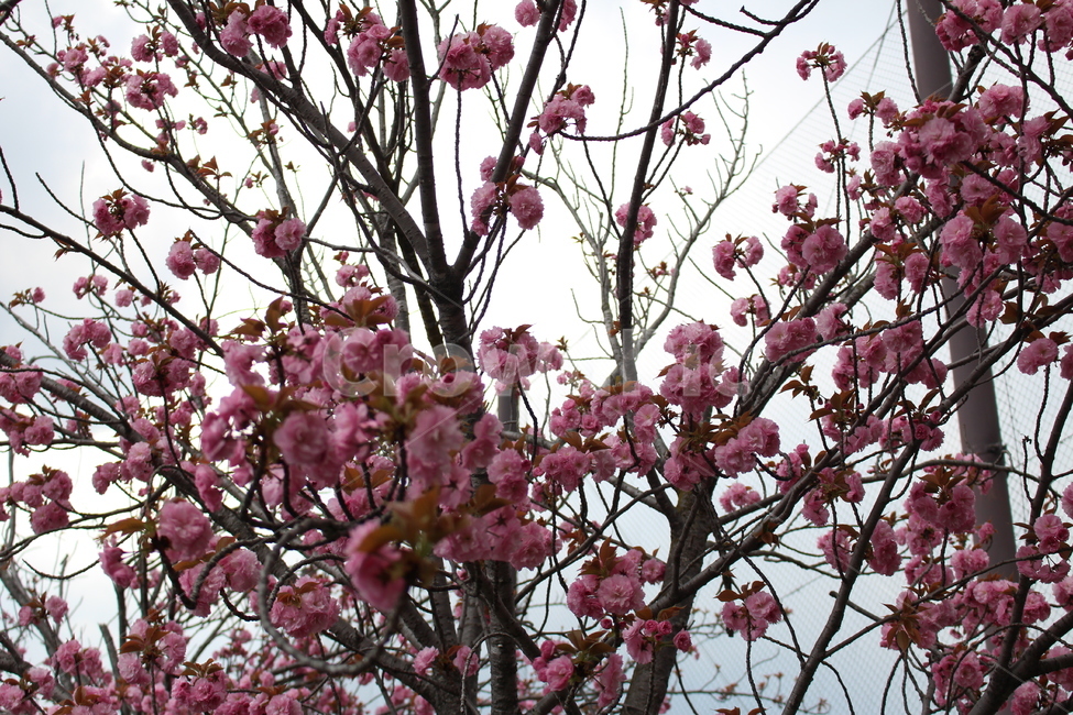 plant,식물,blossom,flower,꽃,cherryblossoms,벚꽃,분홍색벚꽃