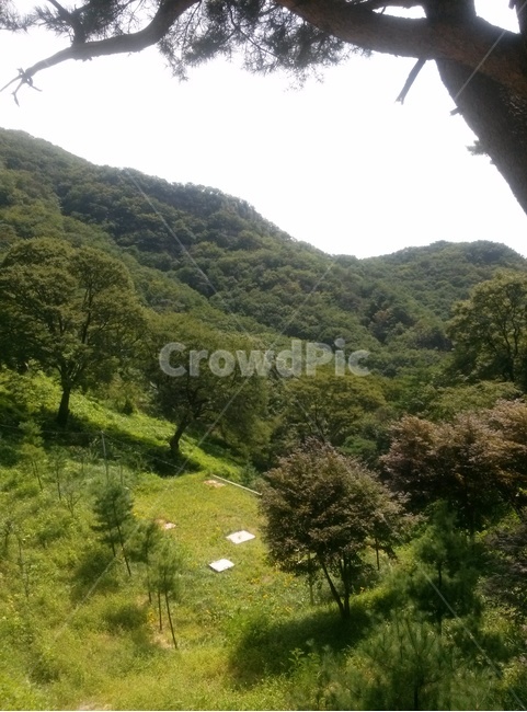 자연,잔디,나무,산,nature,tree