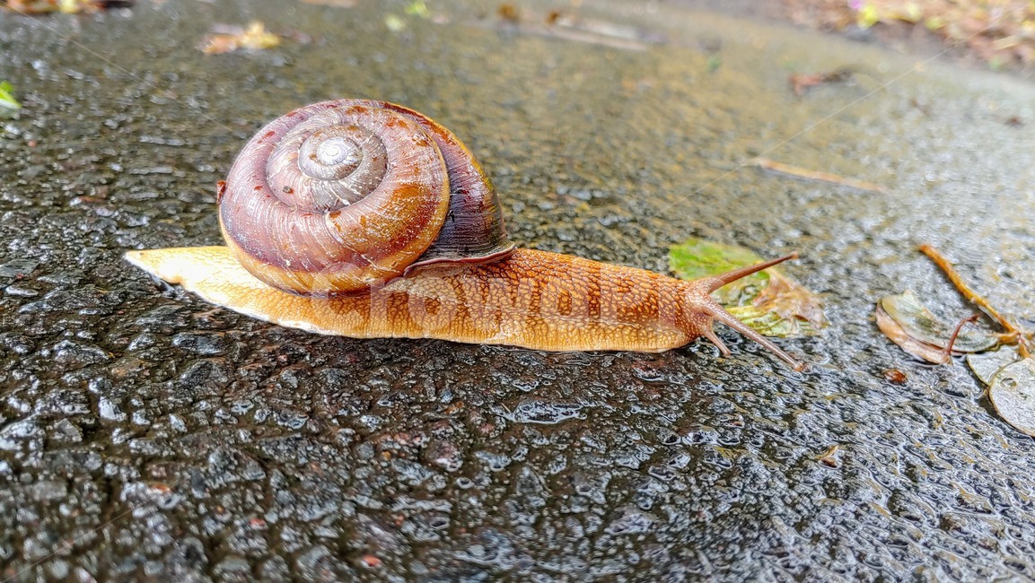 달팽이,snails,greatsnail,연체동물,escargot,caracol,salyangoz,schnecke,자웅동체,동물,animal