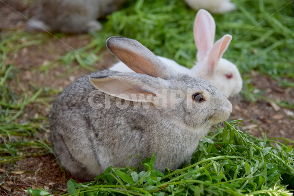 토끼,집토끼,가축,동물,큰귀,귀여운,rbbit,animal,포유류,mammal