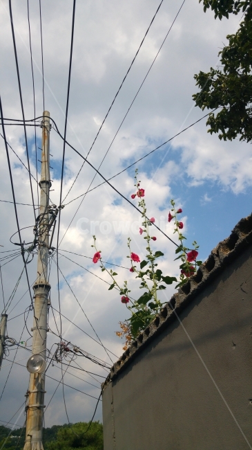 전봇대,전주,무궁화,벽위의꽃,담장,담위,건축물,건물외관,exterior,building,structure,architecture,construction