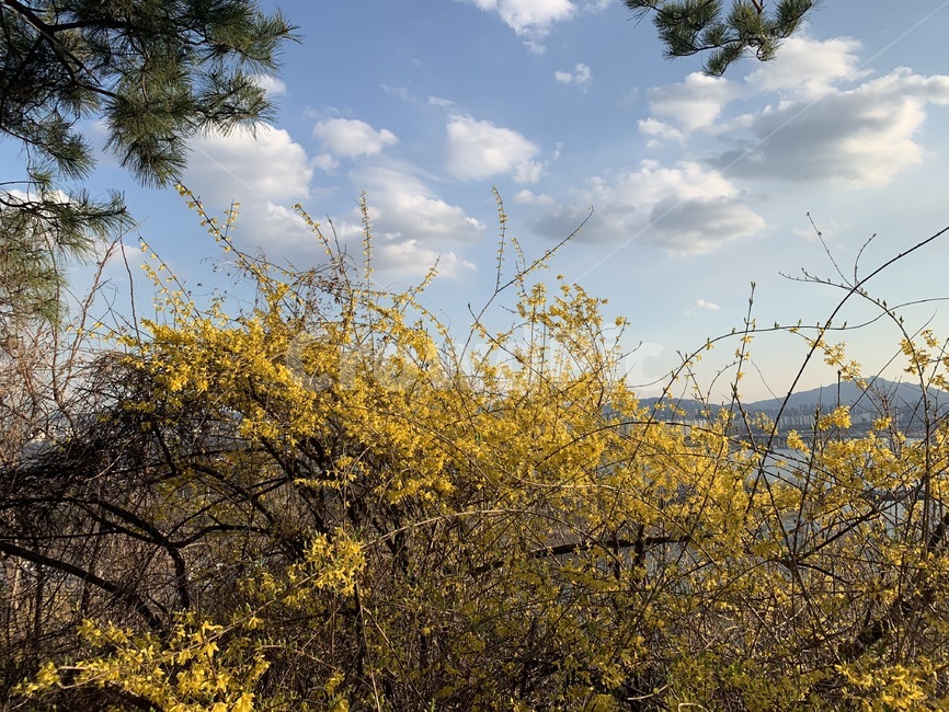 개나리,하늘,구름,맑은날씨,응봉산,봄,봄,계절,spring,season,nature,자연