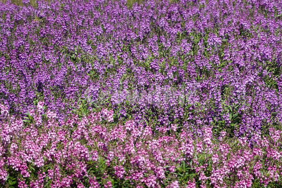 꽃축제,가을꽃,배경화면,자연,flower,autumn,nature,꽃밭,식물,자연,plants,nature,꽃,flower