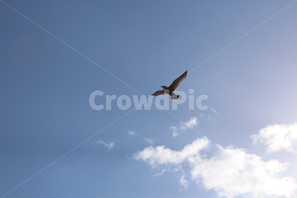 animal,동물,bird,새,flying,나는,동물,animal,조류,새,birds