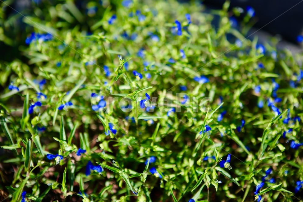 초록,꽃,보라색꽃,자연,배경,식물,자연,plants,nature,꽃,flower