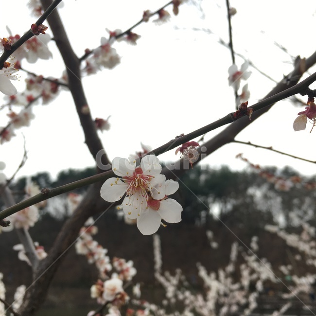 벚꽃,꽃,봄,개화,봄맞이,봄,계절,spring,season,식물,자연,plants,nature,꽃,flower,plant,blossom
