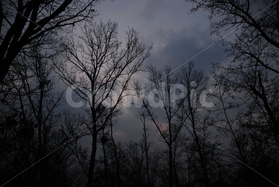 동틀녁,아침,땅거미,하루의시작,나무,빛과어둠,자연,풍경,nature,landscape,outdoors,옥외,silhouette,실루엣