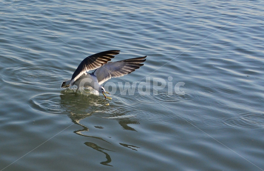 animal,동물,bird,새,water,물,outdoors,옥외,seagull,갈매기,flying,나는,새우깡,바다,조류,비행,동물,animal,조류,새,birds