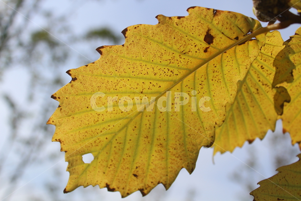 plant,식물,leaf,잎,단풍,가을,계절,fall,autumn,season,veins,정맥