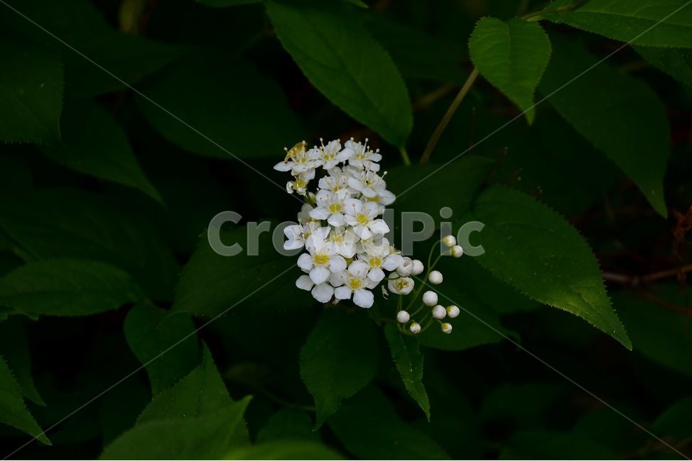 물참대,야생화,꽃,식물,자연,생태,플라워,flower,plants,nature,식물,자연,plants,nature,꽃,flower