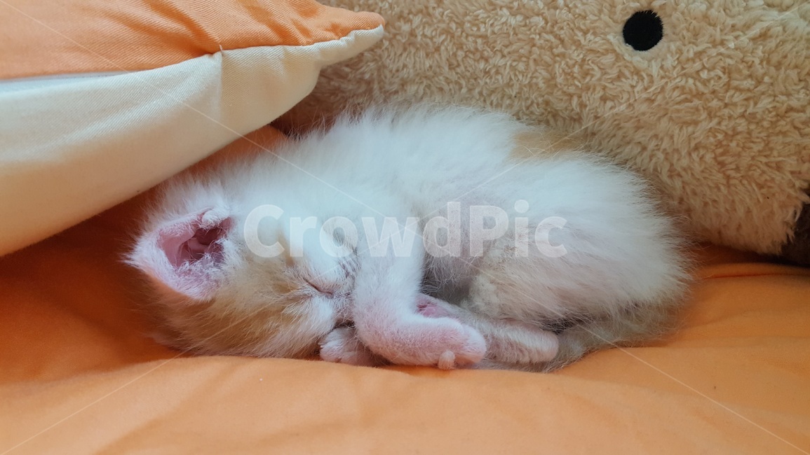 고양이,애기,귀여운,배경화면,동물