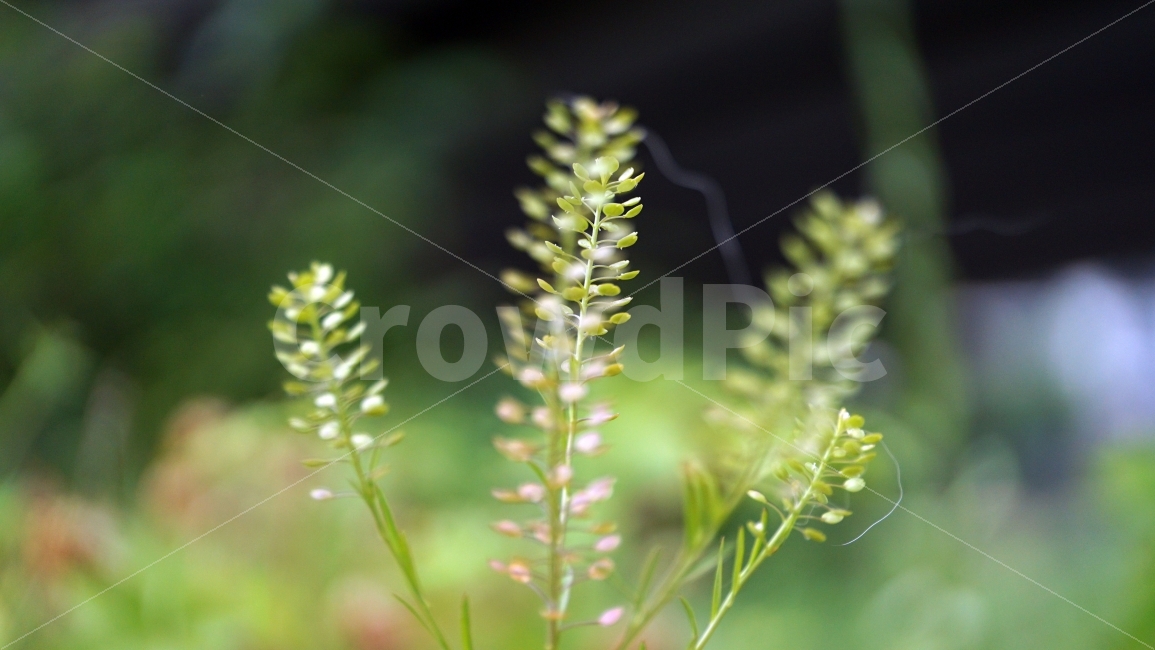 말냉이씨방,식물,줄기,자연,이파리,꽃,flower,nature,여름,감성,감성사진,스냅,스냅사진,snap,snapshot,풍경,landscape,꽃사진,접사,macro,봄,spring,계절,season,한국자연,korea,식물,자연,plants,nature,꽃,flower