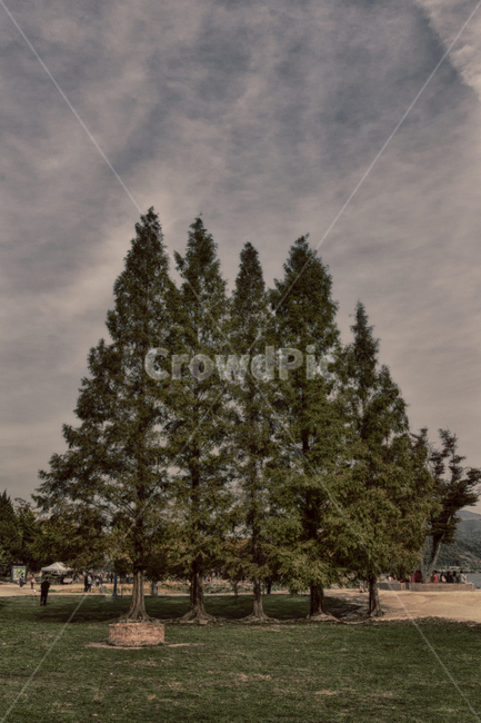 tree,나무,전나무,식물,plant,abies,fir,감성,힐링