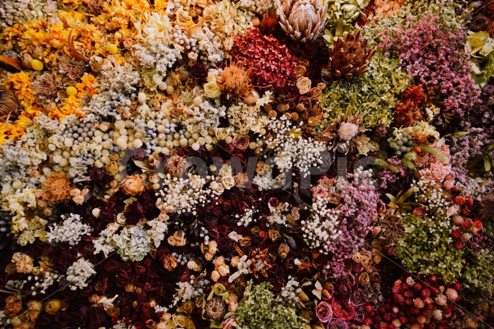 꽃,드라이플라워,장미,인테리어,로맨틱,식물,자연,plants,nature,꽃,flower