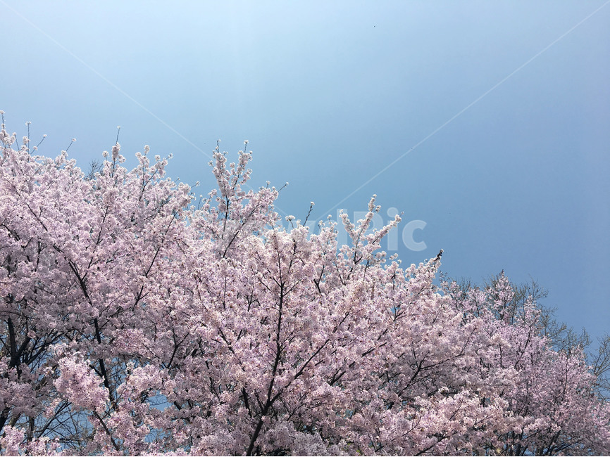 벚꽃,봄이미지,봄,봄꽃,벚꽃사진,봄사진,꽃나무,벚꽃나무,산책길,산책,꽃놀이,분홍색,분홍,맑은하늘,파란하늘,햇빛,봄,계절,spring,season,식물,자연,plants,nature,꽃,flower,plant,blossom