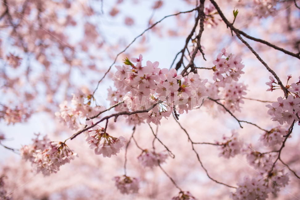벚꽃,sakura,핑크,분홍,봄,spring,pink,분위기,사랑,하트,연애,꽃,꽃말,flower