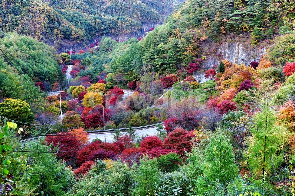 단야,보발재,단풍,길,나무,가을,계절,fall,autumn,season,자연,풍경,nature,landscape,한국자연풍경,한국자연경관,korea nature landscape