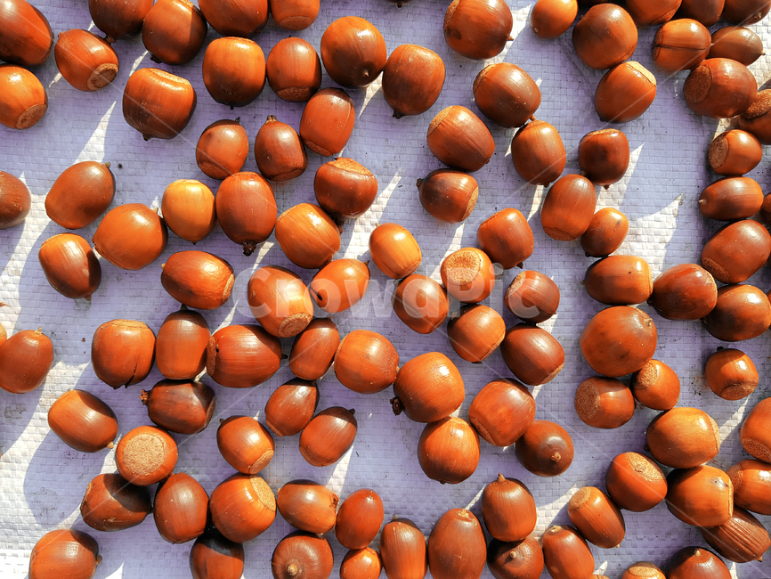 도토리,acorn,식재료,건조,가을,수확,plant,식물,food,음식,과일,열매,fruit