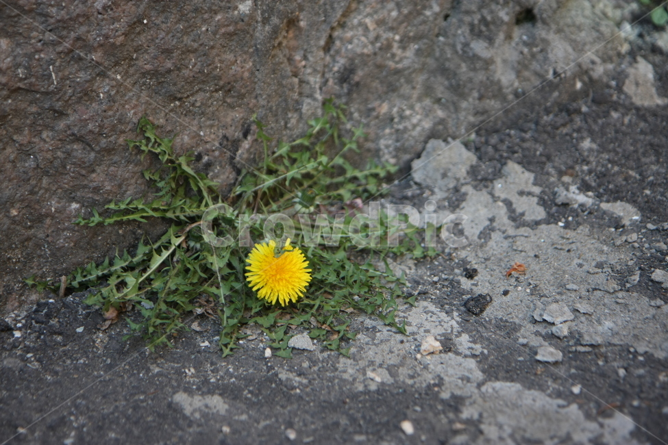 꽃,민들레,잡초,생명력,봄,flower,dandelion,식물,자연,plants,nature,꽃,flower