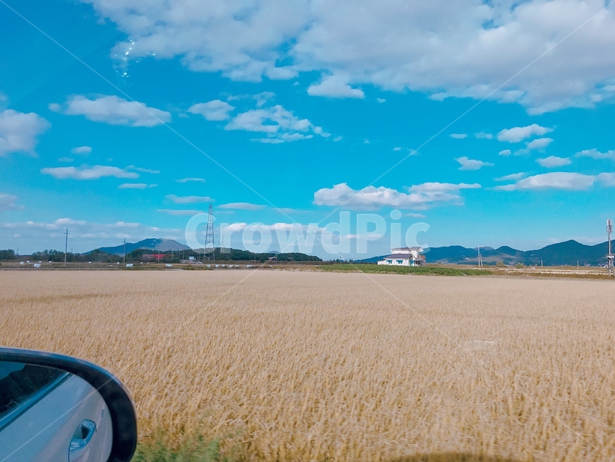 밭,밀밭,사이드미러,구름,하늘,수평선,자연풍경,드라이브