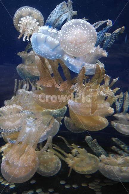 jellyfish,해파리,sealife,해양생물,animal,동물,invertebrate,무척추동물,동물,animal