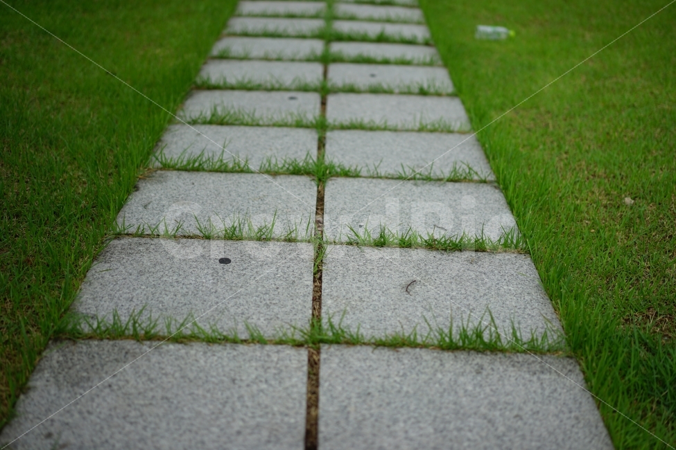 잔디,풀,길,돌,road,길가,거리,일상,걷기,산책,바닥,일상사진,식물,자연,plants,nature