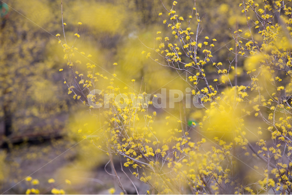 산수유,산수유꽃,풍경,봄,자연,계절,spring,season,식물,나무