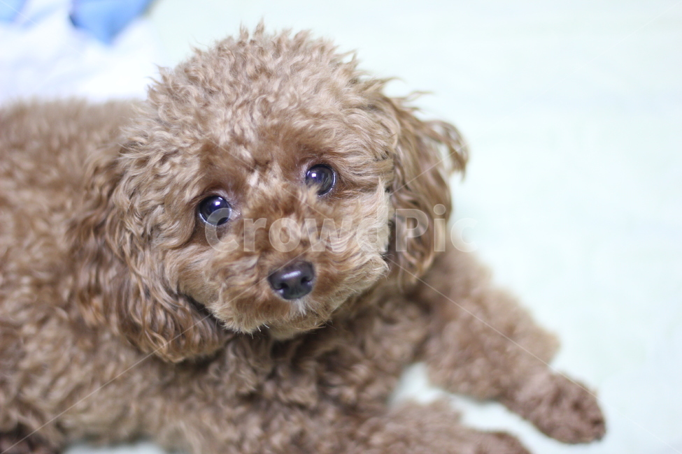 강아지,토이푸들,푸들,애완견,표정,동물,animal,포유류,mammal,개,강아지,dog,doggy
