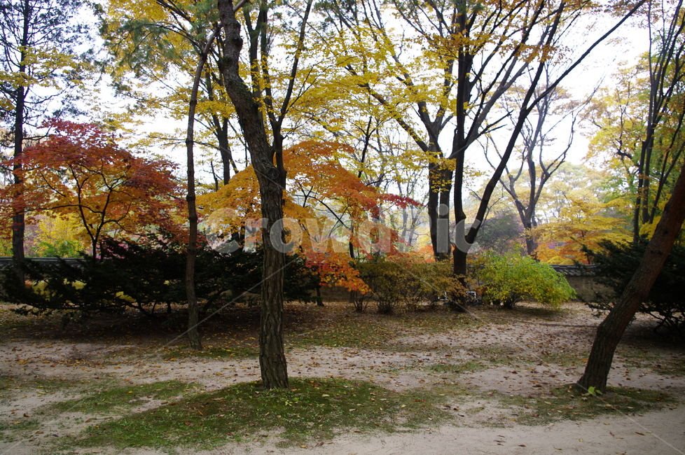 가을,fall,나무,식물,plant,단풍,잎,낙엽,가을,계절,fall,autumn,season,자연,풍경,nature,landscape,tree,tree trunk,나무 줄기