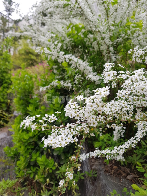 새체리,벚나무,하얀꽃,식물,plant,식물,자연,plants,nature,꽃,flower