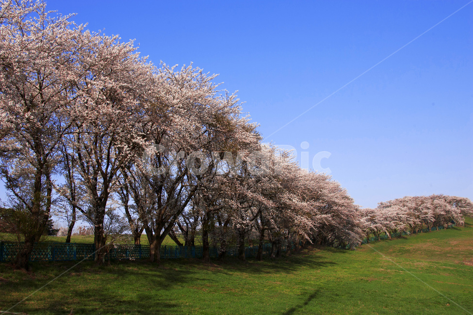 꽃,벚꽃,flower,식물,cherryblossom,자연,풍경,nature,landscape,식물,plants,꽃,flower,나무,trees,wood,plant,blossom,cherry blossom