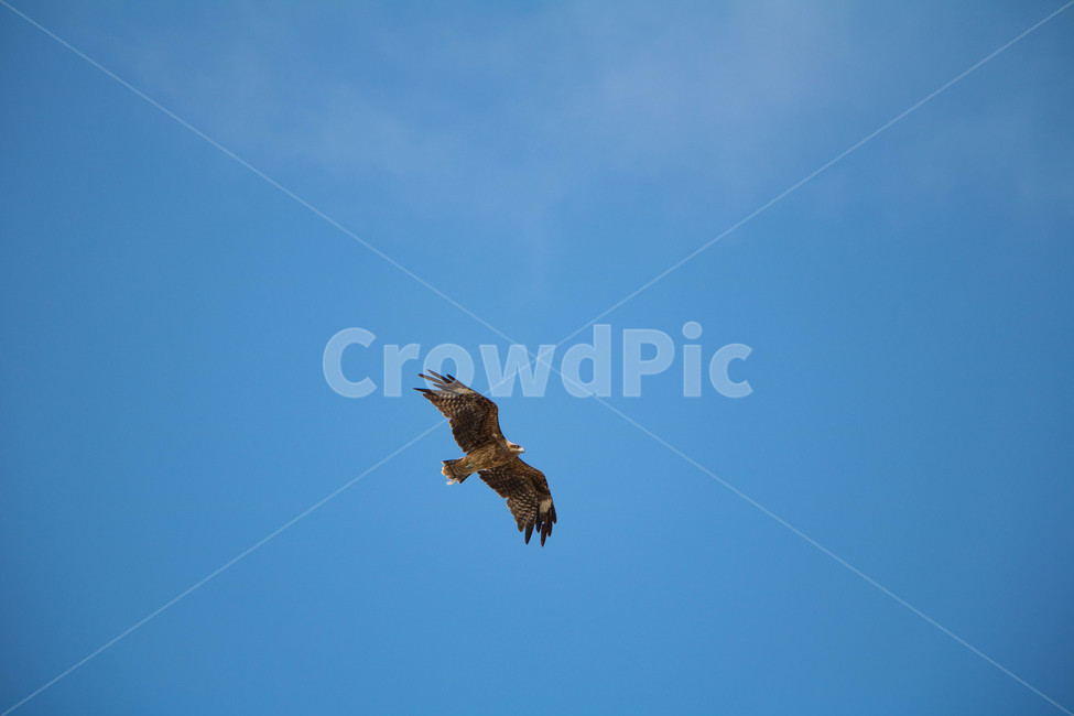 animal,동물,bird,새,독수리,매,eagle,하늘,동물,animal,조류,새,birds