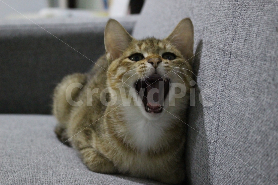 고양이,반려동물,유기묘,길냥이,애완동물,cat,pet,kitten,아기고양이,코숏,코리안숏헤어,동물,animal,고양이,cat,kitten,kitty,포유류,mammal
