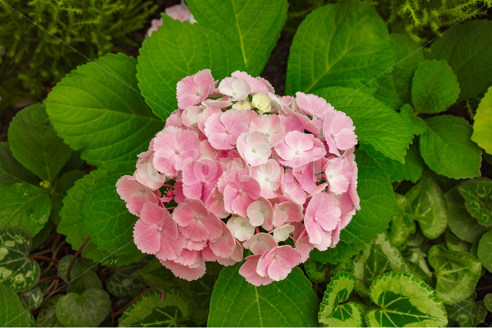 수국,꽃,자연,분홍,핑크,bigleafhydrangea
