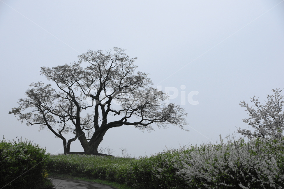 나무,한그루,언덕,이팝나무,동산,자연,풍경,nature,landscape,tree,plant,식물,tree trunk,나무 줄기