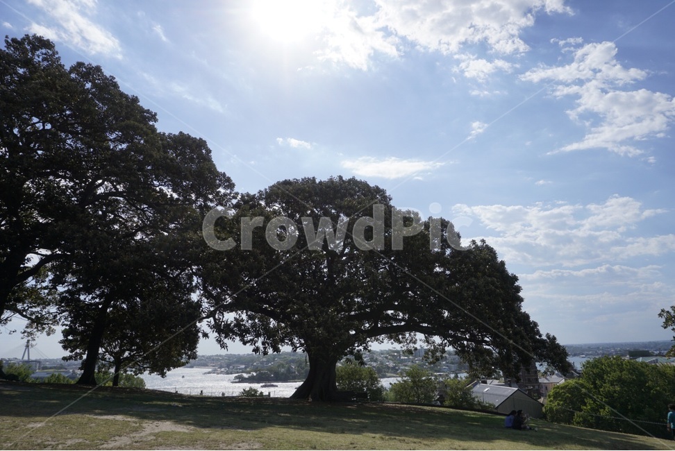 호주,Sydney,자연,nature,풍경,scenery,하늘,sky,나무,tree,자연,풍경,nature,landscape,해외,외국,세계,foreign,oversea,world,세계자연풍경,해외자연풍경,외국자연풍경,world nature landscape,식물,plants,나무,trees,wood,plant