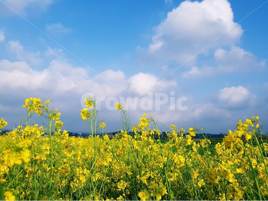 유채꽃,노란색,봄,파랑하늘,풍경,유채밭,봄,계절,spring,season,식물,자연,plants,nature,꽃,flower,grassland,목초지,field,들,outdoors,옥외,rural,농촌,farm,농장,meadow