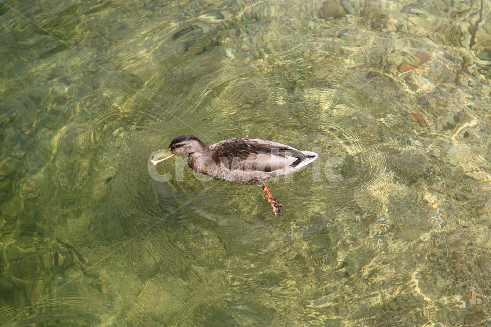 오리,duck,동물,animal,조류,수중생물
