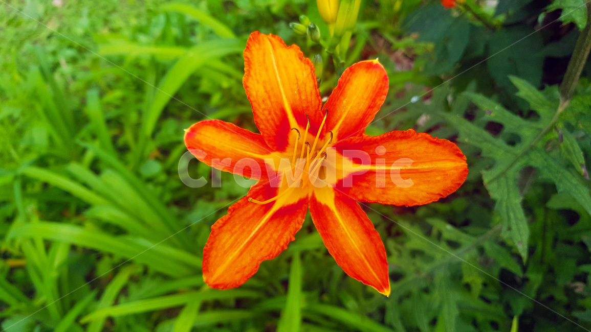 꽃,초록,자연,풀,nature,plants,green,여름,summer,낮,색감,생동감,flower,주황색