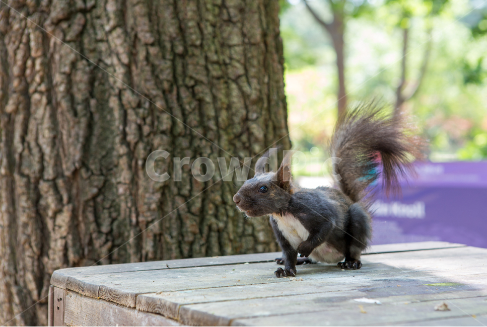 청설모,다람쥐,동물,설치류,야생동물,꼬리,털,koreansquirrel,척삭동물,동물,animal,포유류,mammal